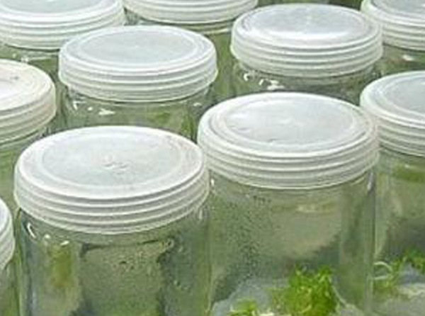 Effects of LED Light Quality on Crop Growth, Leaf Photosynthetic Pigment and Bud Differentiation