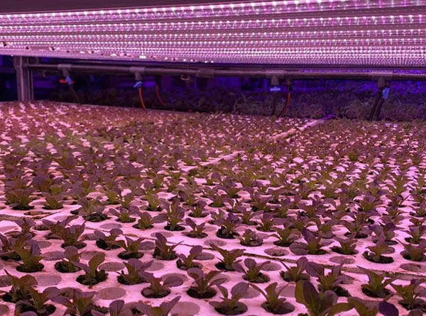 Common Problems and Solutions for Using LED Plant Grow Lights