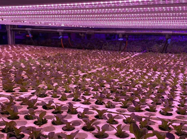 Skills for Purchasing LED Plant Grow Light