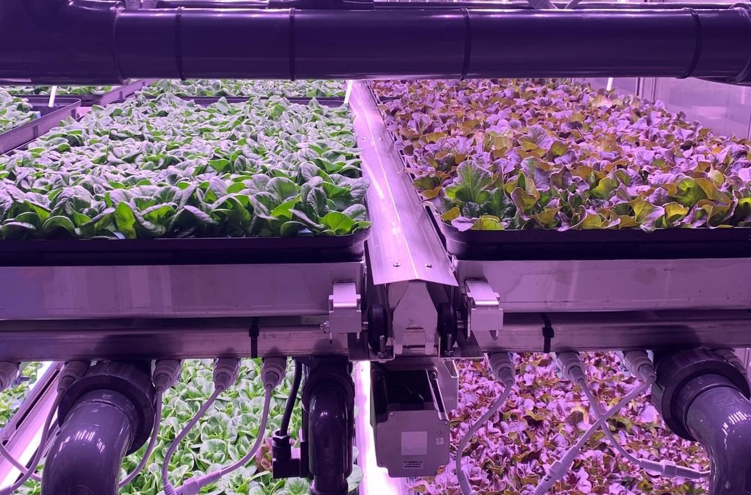 Vertical Farming Lighting in NFT Rolling Racking System