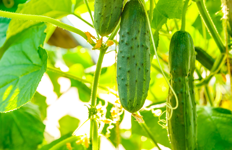 LED Growing Lights for Vine Crops