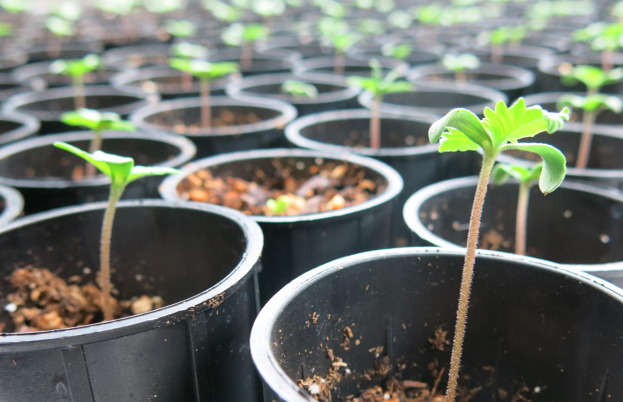 Hemp Grow Lights for Cloning / Seeds