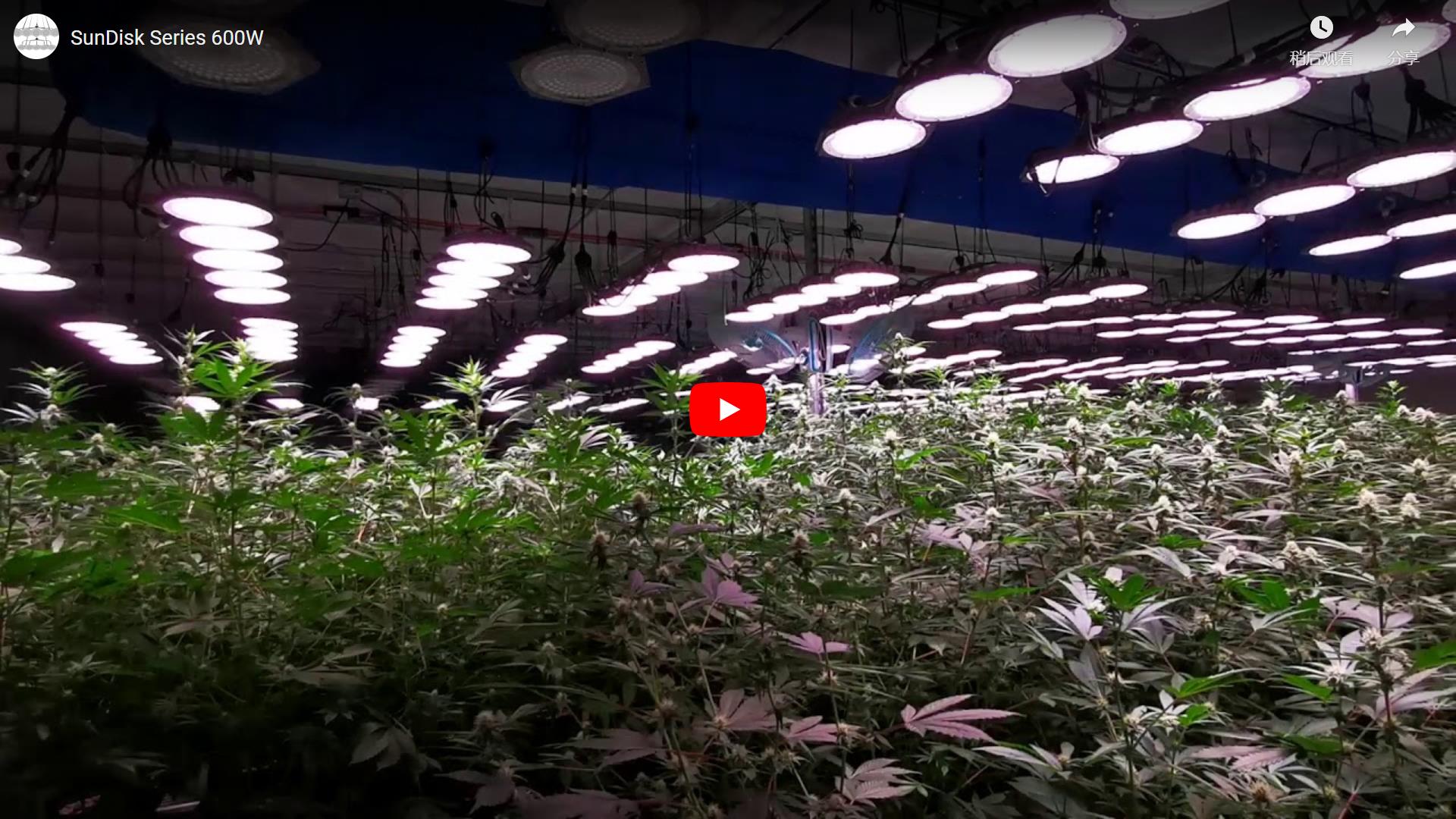 SunDisk Series LED Grow Light
