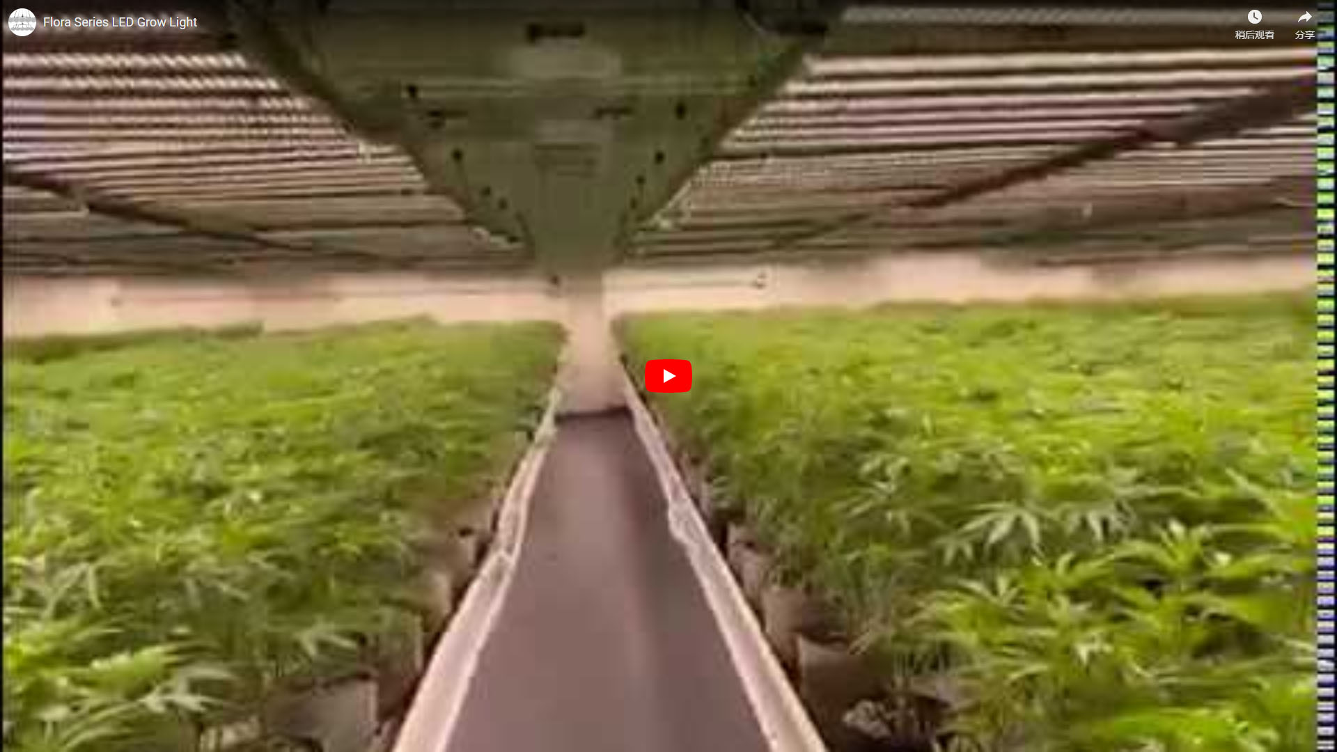 Flora Series LED Grow Light