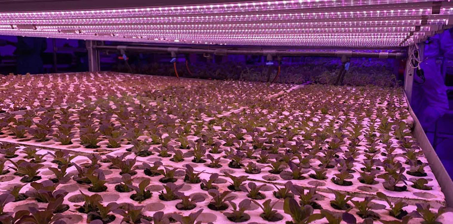 Vertical Farming