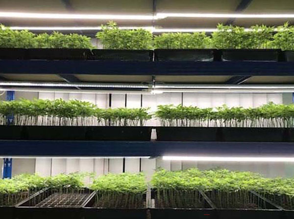 Application of LED Grow Light to Supplement Light for Photosynthesis