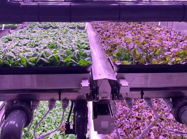How to Grow Vegetables in Vegetable Greenhouses with Plant Grow Lights?