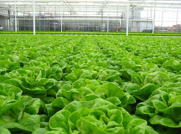 Light Source Distribution Requirements for Full Spectrum Grow Lights